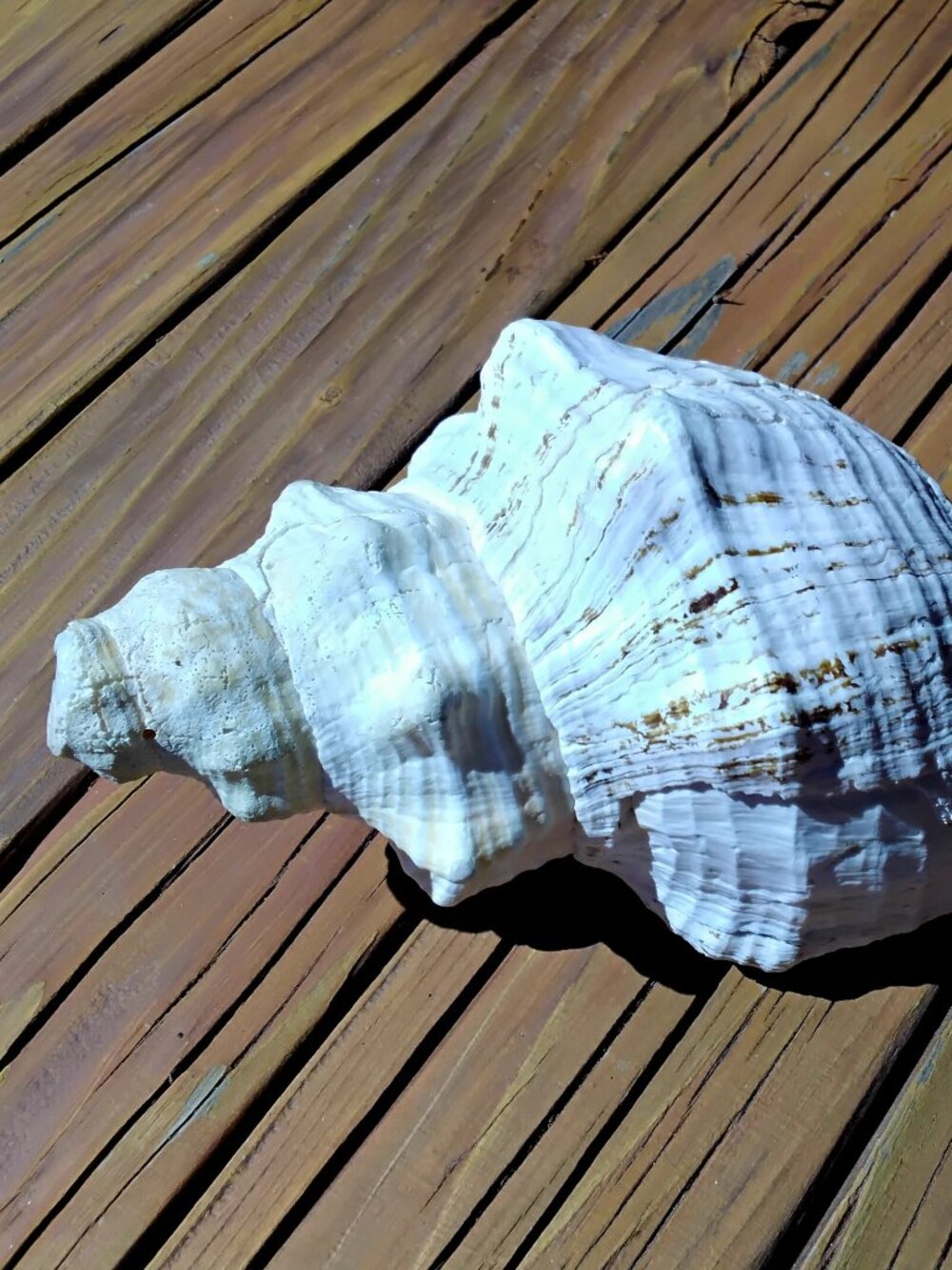 11" Florida Horse Conch Sea Shell Coastal Decor. Triplofusus Giganteus - Picture 2 of 7